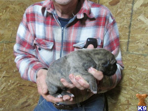 Puppies in WA